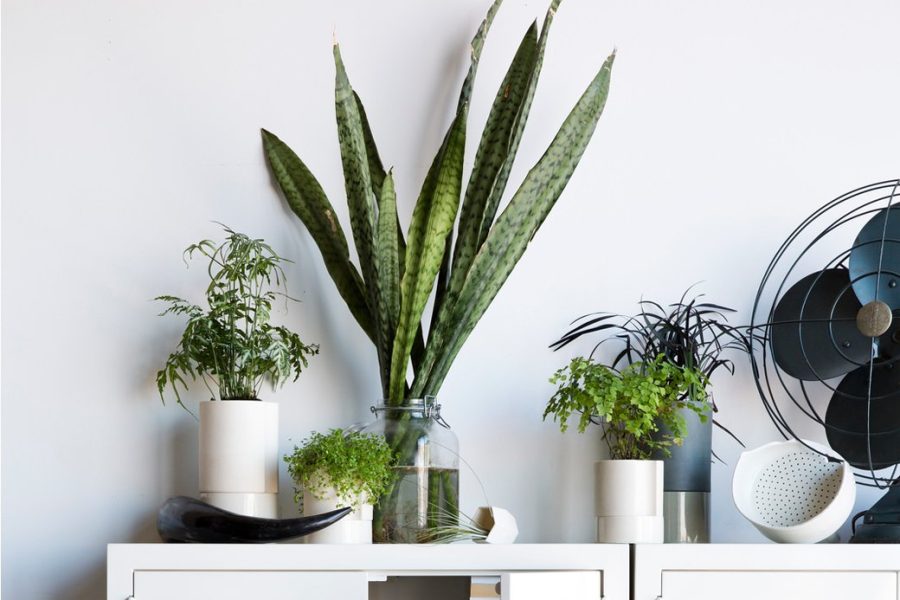 10 passos para ter uma casa livre de estresse